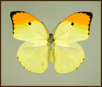 Motyl w gablotce Anteos menippe
