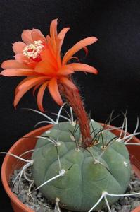 Matucana madisoniorum ... kaktus czerwone kwiaty