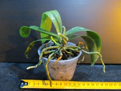 ORCHIDEA Phalaenopsis rofino x mannii