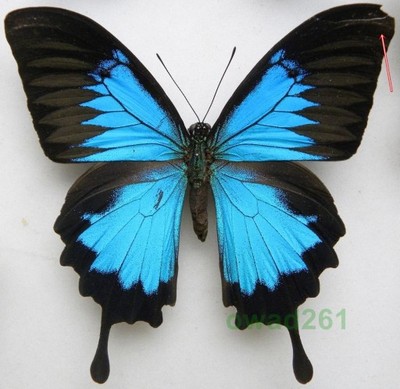 Papilio ulysses Indonezja 112mm