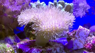 Koralowiec miękki - Sarcophyton XL