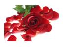 płatki róż wspaniałe do dekoracji róże ok 300szt