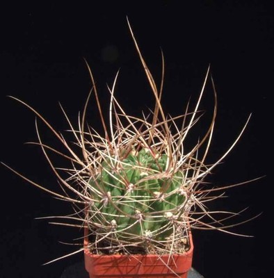 Kaktusy - Lobivia ducis-pauli