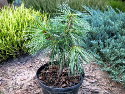 Pinus wallichiana 'Nana' - piękna himalajska !!!