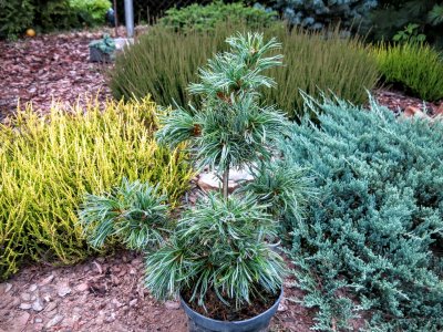 Pinus parviflora Schoon's Bonsai - śliczna sosna !