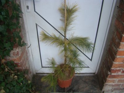 Pinus densiflora 'Aurea' - Sosna gęstokwiatowa !!!
