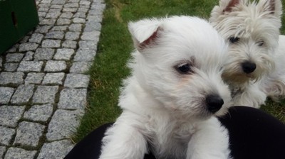 West Highland White Terrier - szczeniaki - 6879824898 - oficjalne archiwum  Allegro