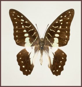 Motyl w gablotce Graphium meyeri