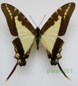 Eurytides leucaspis Peru 71mm