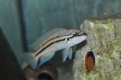Chalinochromis BIFRENATUS - MALAWI Śląsk