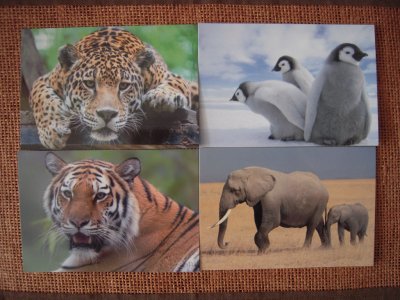 Pocztówki z dzikimi zwierzętami (4 sztuki)
