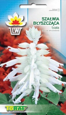 Szałwia błyszcząca biała 10 szt kwiaty TORAF
