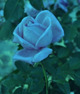 Róża niebieska pnąca Indigolette - 6068567776 - oficjalne archiwum Allegro