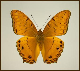 Motyl w gablotce Vindula arsinoe