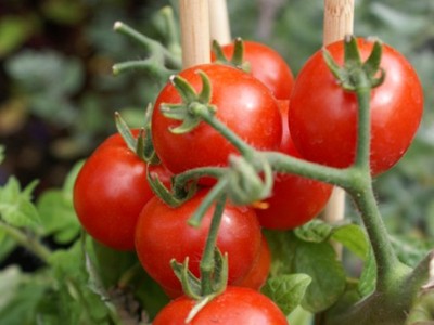 Pomidor koktajlowy Koralik sadzonki przedsprzedaż