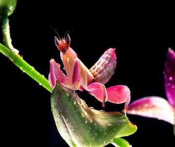 PIĘKNA Modliszka Orchidea Hymenopus coronatus