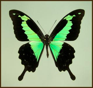 Motyl w gablotce Papilio phorcas