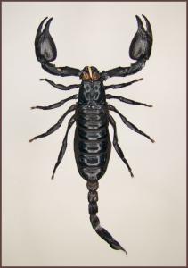 Skorpion w gablotce Heterometrus laoticus