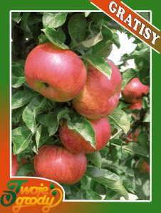 Jabłoń karłowa Grafsztynek  - NR085A