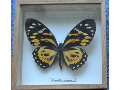 Motyl Papilio zagreus
