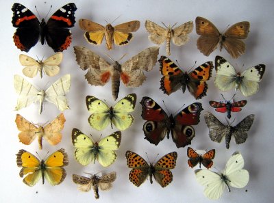 Zestaw motyli motyle 20 szt. na szpilkach