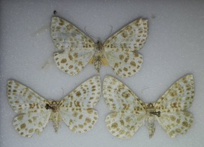 Motyle ze starego zbioru - A. melanaria
