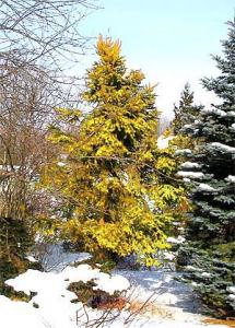 Picea abies Aurea Magnifica piękny żółty świerk