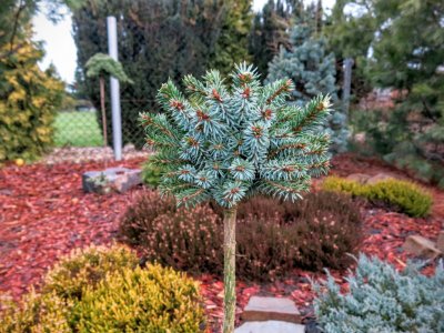 Picea omorika 'Miriam' - Piękny !!!