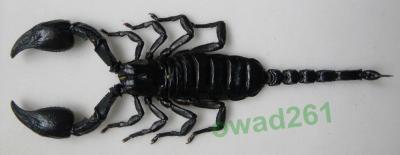 Heterometrus laoticus skorpion Tajlandia