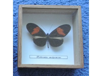 Motyl Heliconius melpomene
