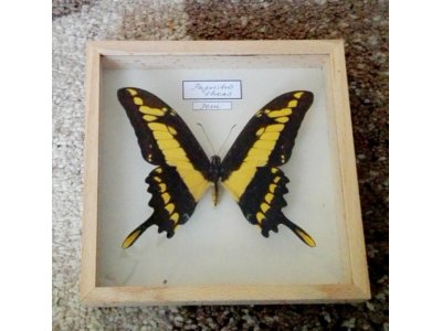Papilio Thoas Peru 15 x 15 cm W Gablotce