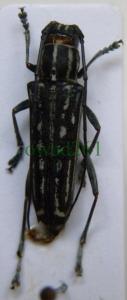 Cerambycidae Malezja