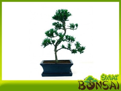 Podocarpus - bonsai domowy