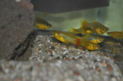 Ryba Zmienniak Wielobarwny (Xiphophorus Variatus)