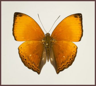 Motyl w gablotce Cymothoe lurida