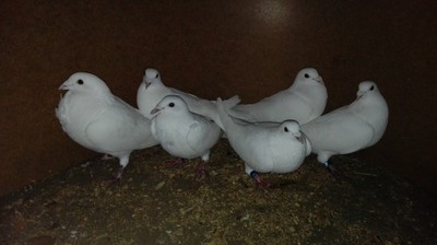 likwidacja hodowli gołębi pocztowych gołębie!