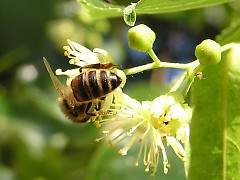 Lipa drobnolistna MIODODAJNA ule pszczoly sadzonka