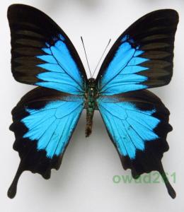 Papilio ulysses Indonezja 95mm