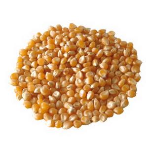 Popcorn Kukurydza do prażenia 25kg