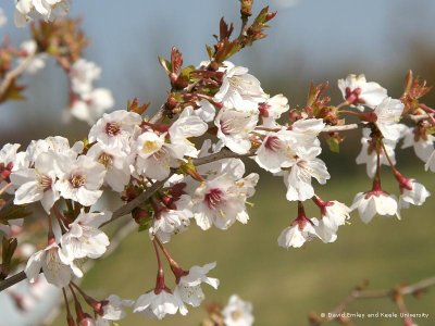 Prunus incisa 'Kojou-no-mai' - Wiśnia MGIEŁKA !! !