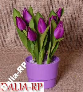 Tulipany fioletowe piękne super jakość