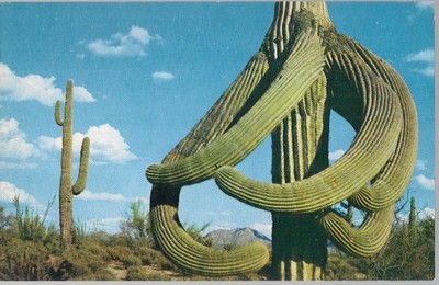 pocztówka ARIZONA Kaktus Desert Octopus USA