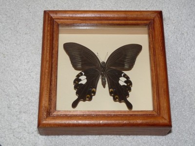 Motyl Papilio sataspes - samiec w gablotce !!