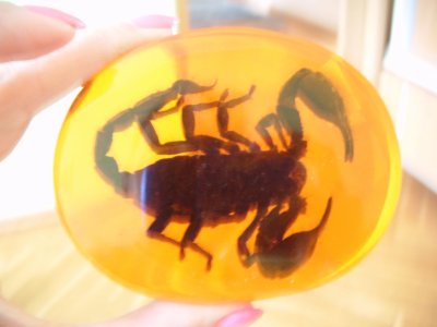 prawdziwy skorpion zatopiony w akrylu