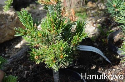 Pinus aristata Silver Shaker - MEGARARYTAS