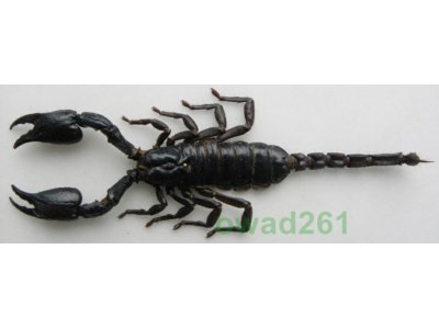Heterometrus laoticus skorpion +165mm Tajlandia
