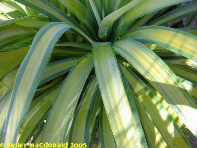 Yucca recurvifolia 'Banana Split' - Juka paskowana