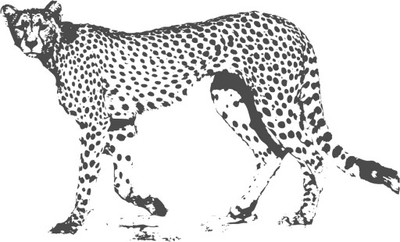 Naklejka Gepard 90x60 cm