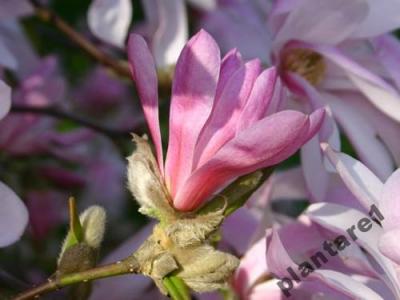 Magnolia LEONARDO MESSEL różowe MAGNOLIE 70-80cm!