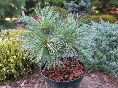 Pinus strobus 'Edel' - unikat !!!